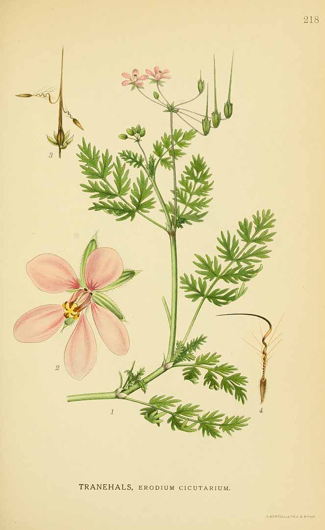 no HD illustration available (3)