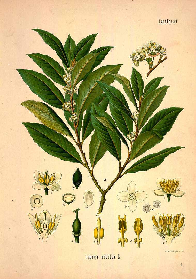 no HD illustration available (3)