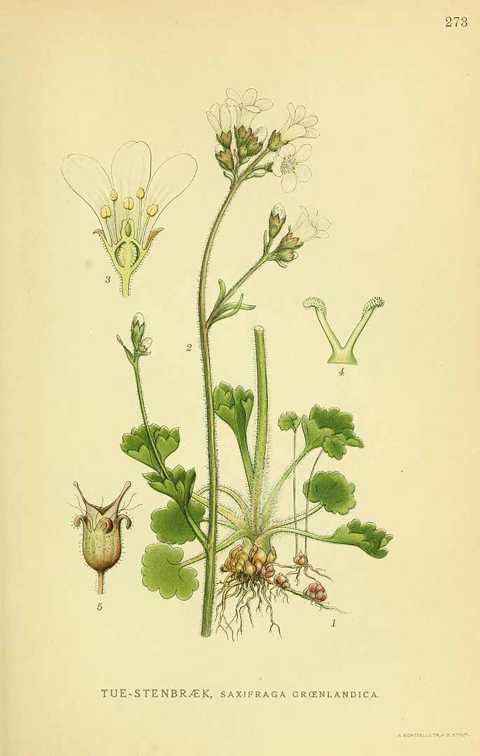 no HD illustration available (3)