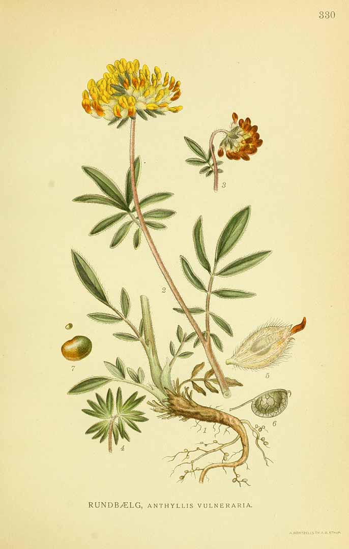 no HD illustration available (3)