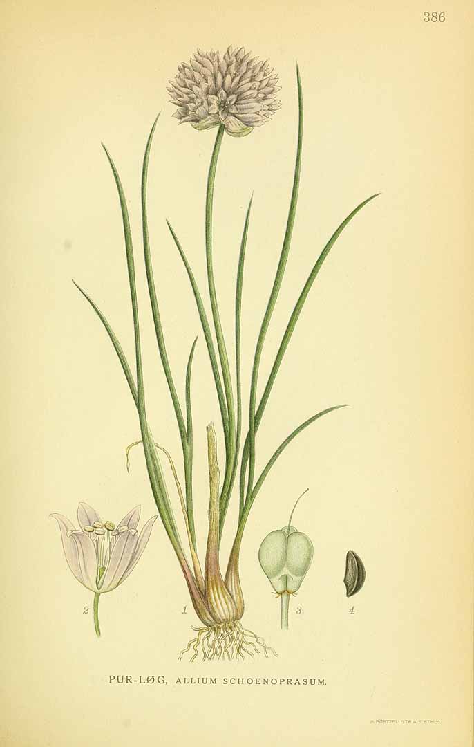 no HD illustration available (3)