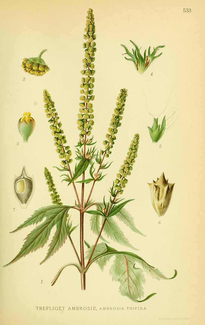 no HD illustration available (3)