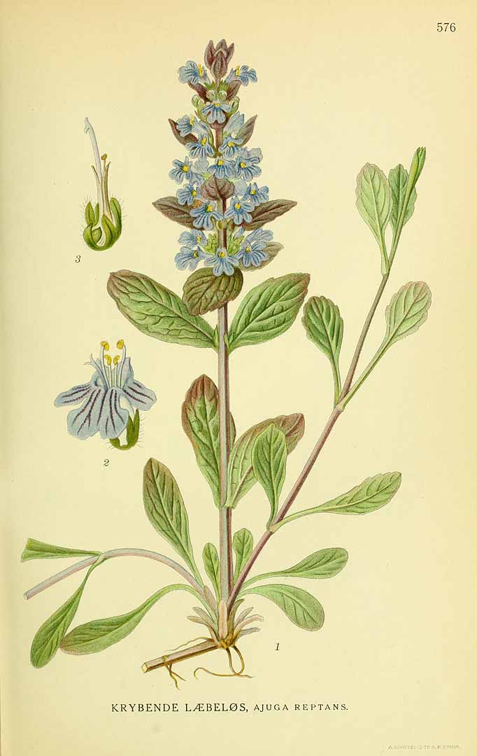 no HD illustration available (3)