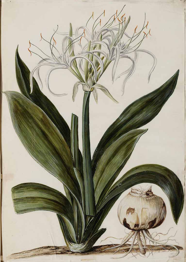 no HD illustration available (3)