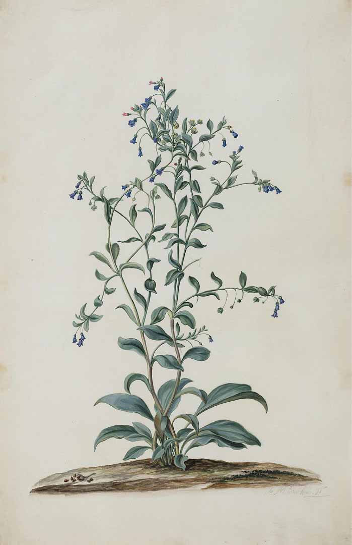 no HD illustration available (3)