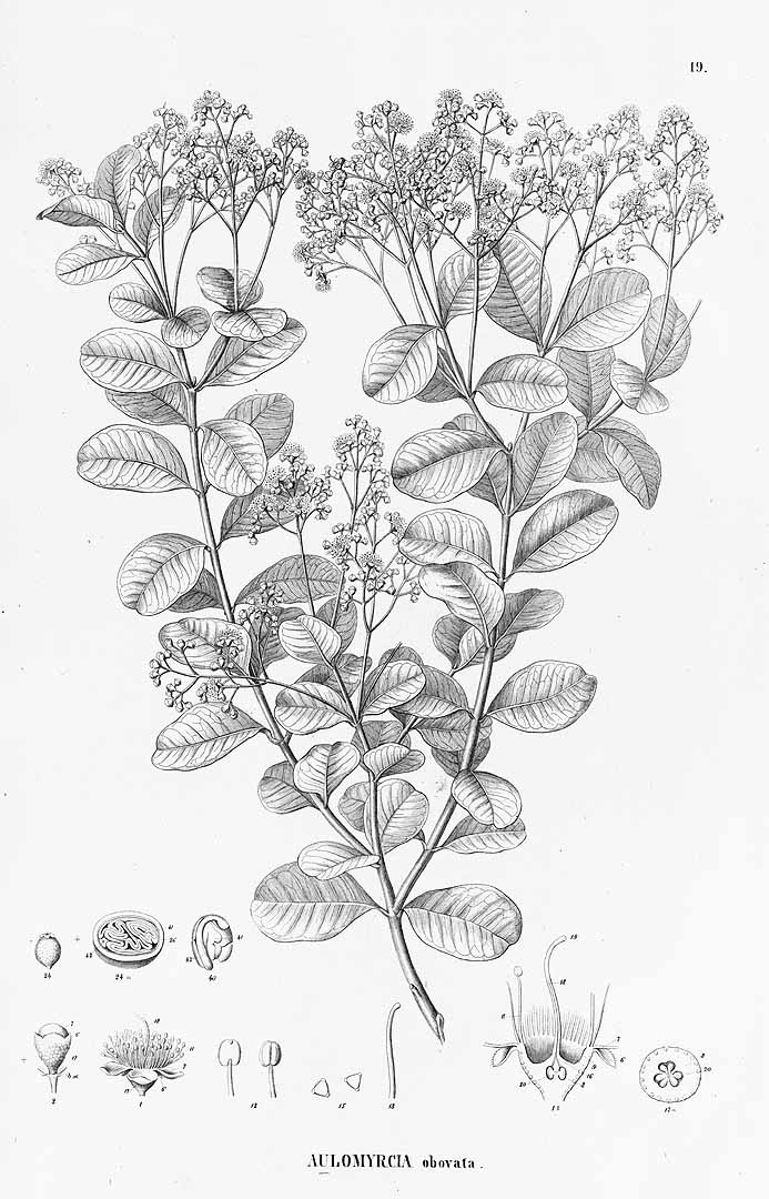 no HD illustration available (3)