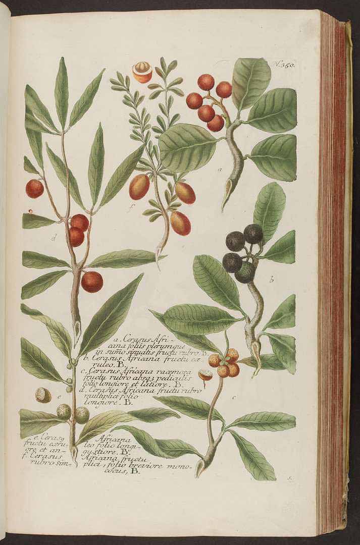 no HD illustration available (3)