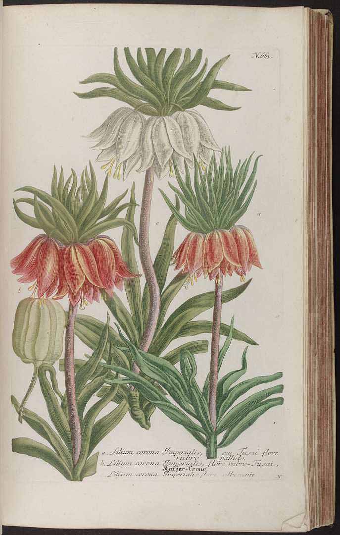 no HD illustration available (3)