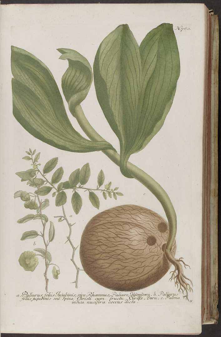 no HD illustration available (3)