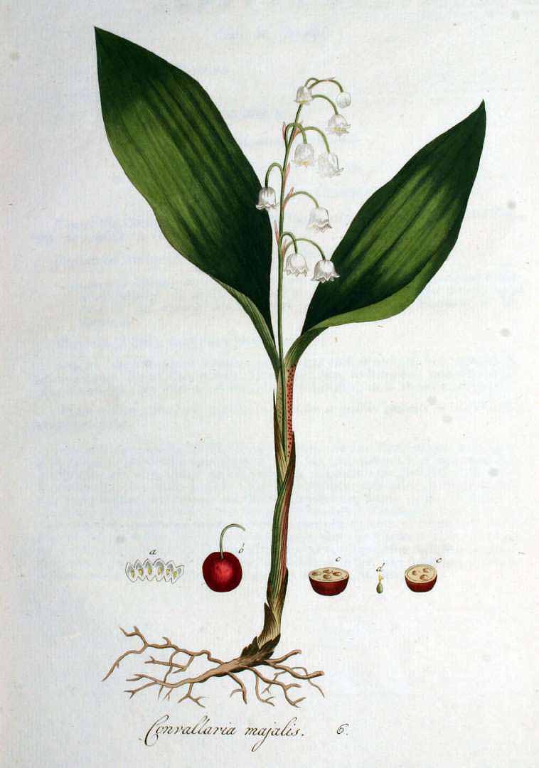 no HD illustration available (3)