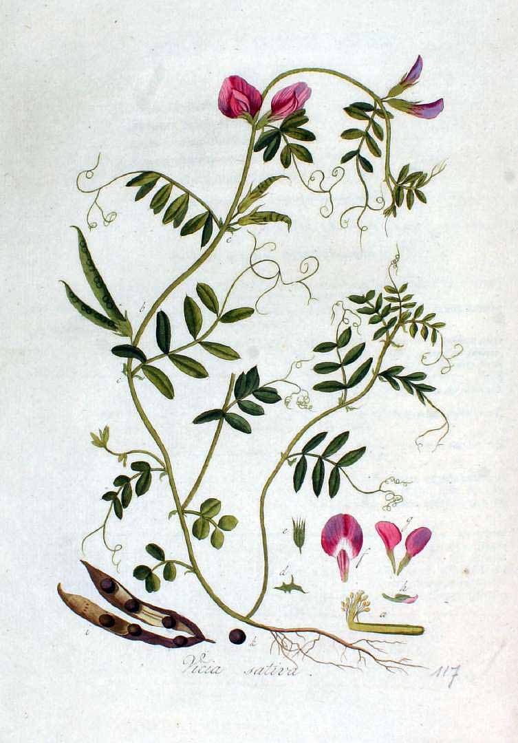 no HD illustration available (3)