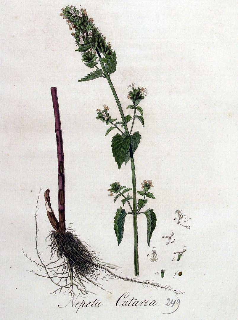 no HD illustration available (3)