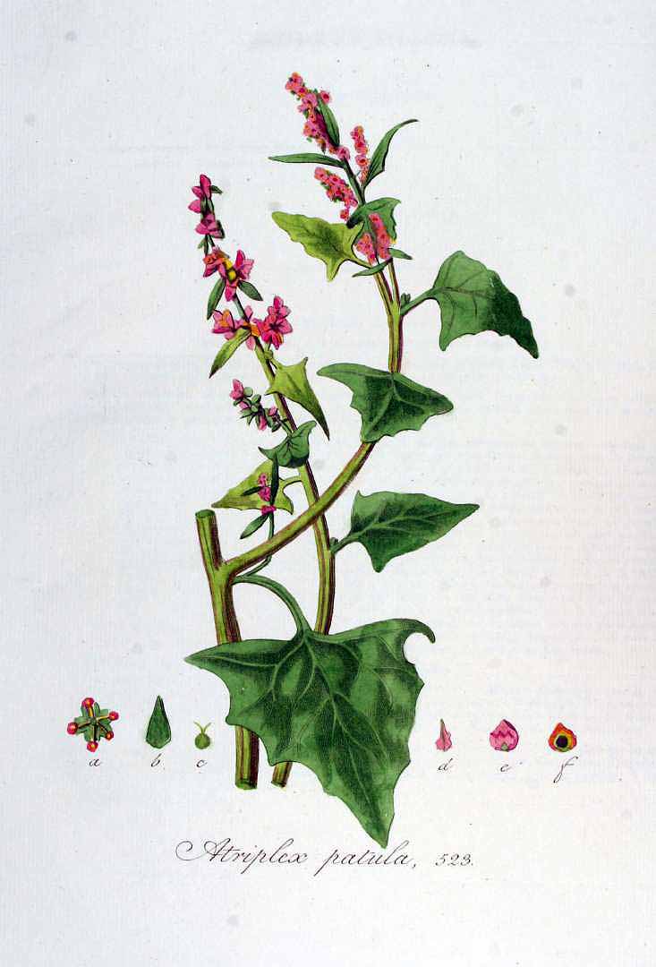 no HD illustration available (3)