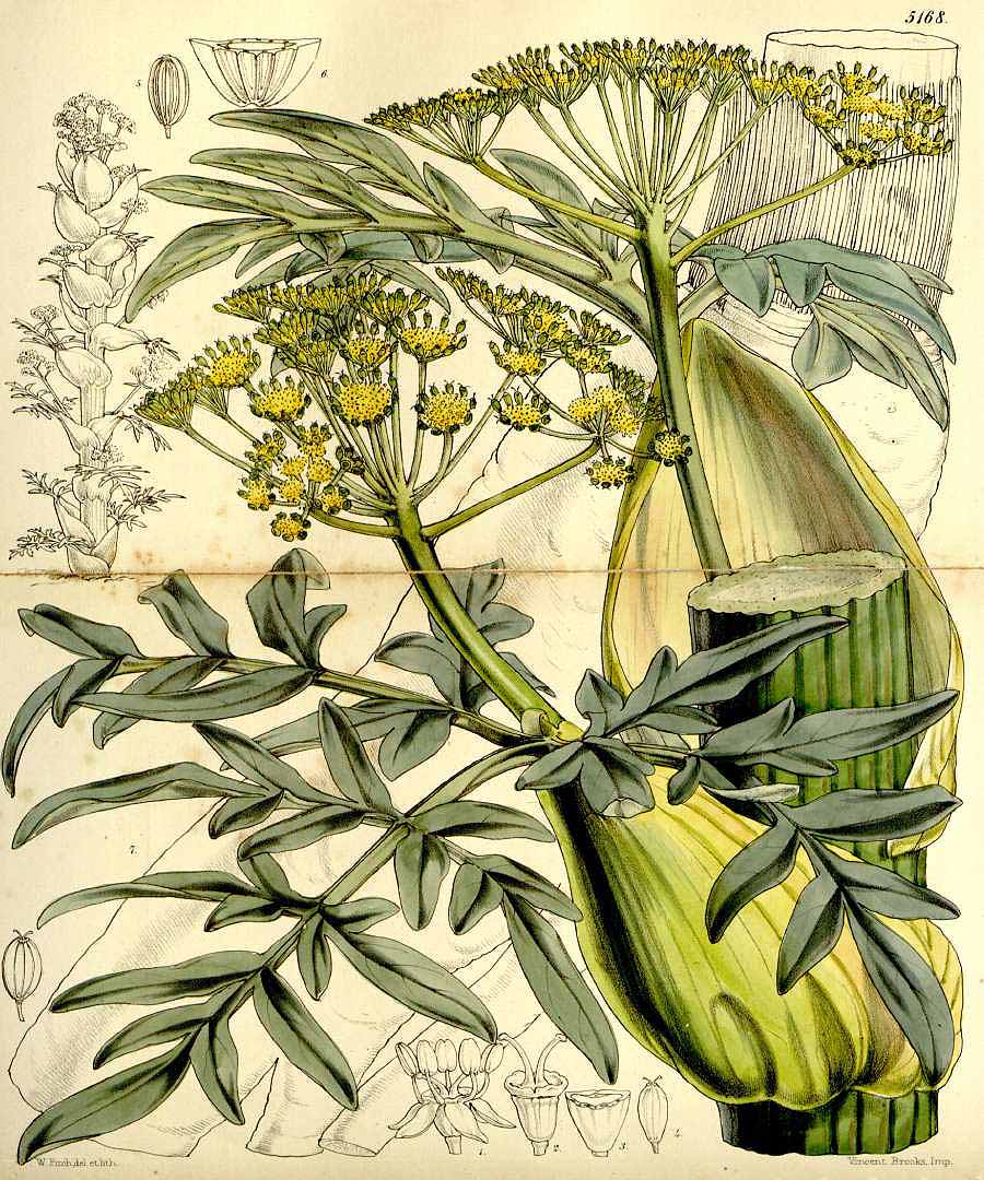 no HD illustration available (3)