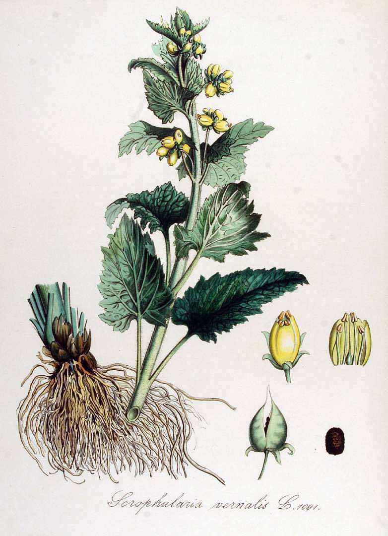 no HD illustration available (3)