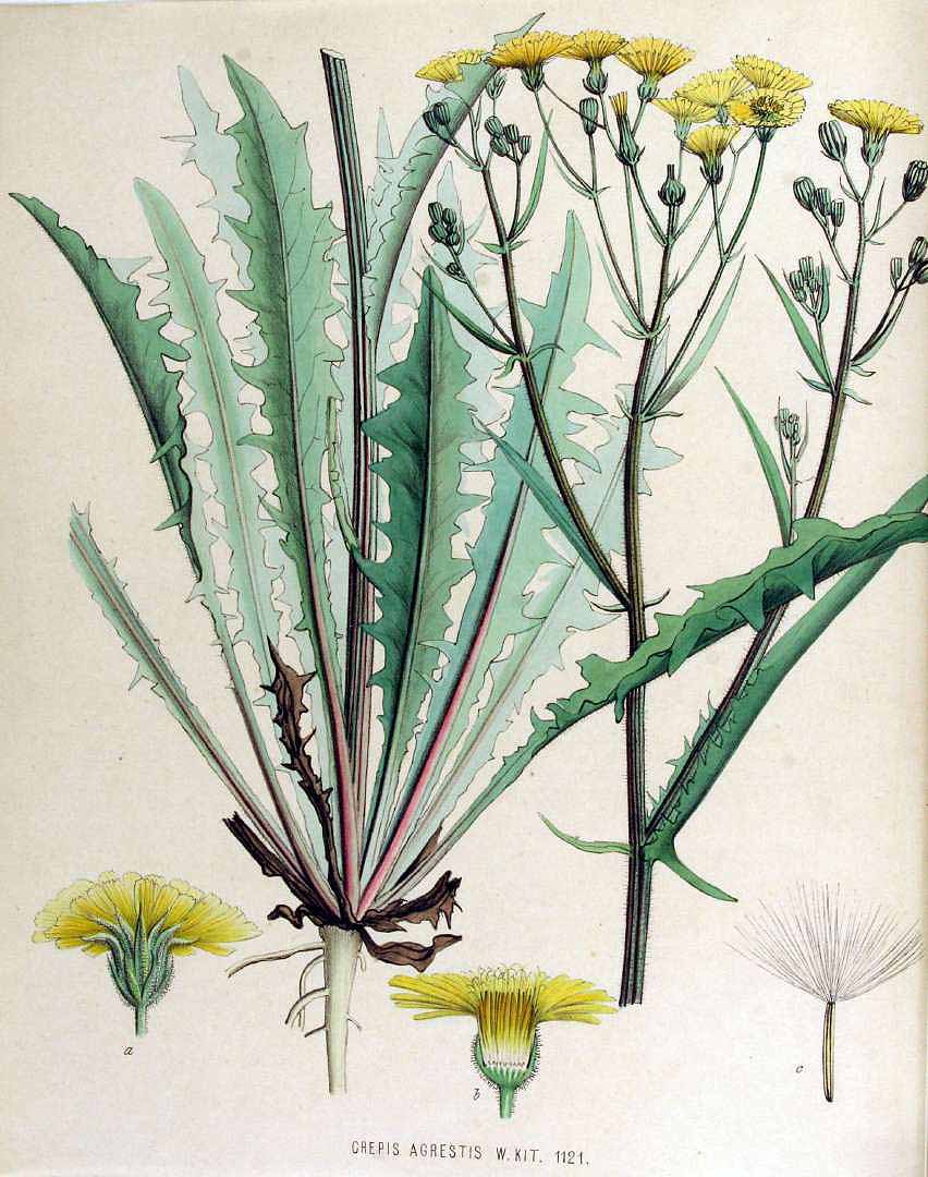 no HD illustration available (3)