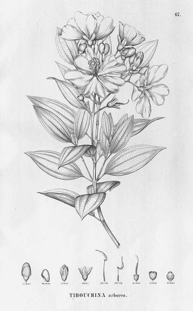 no HD illustration available (3)