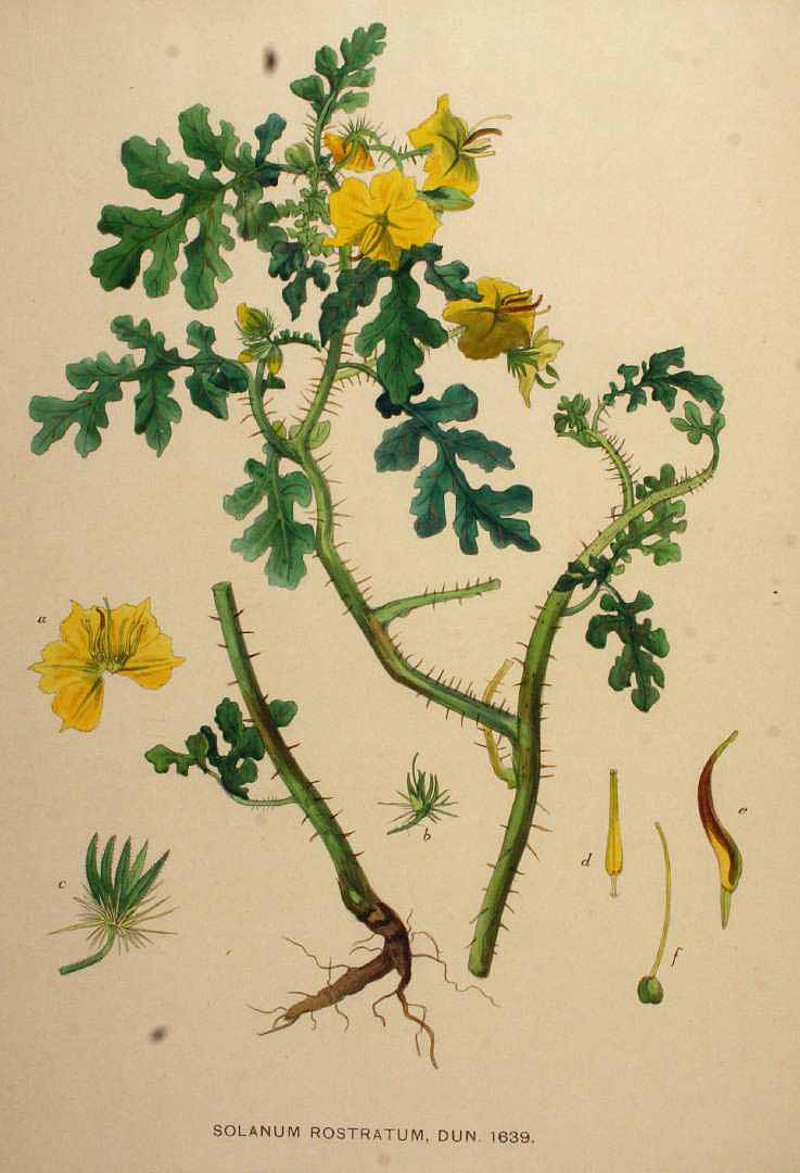 no HD illustration available (3)