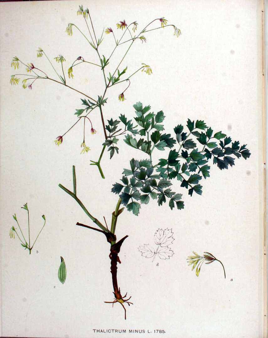 no HD illustration available (3)