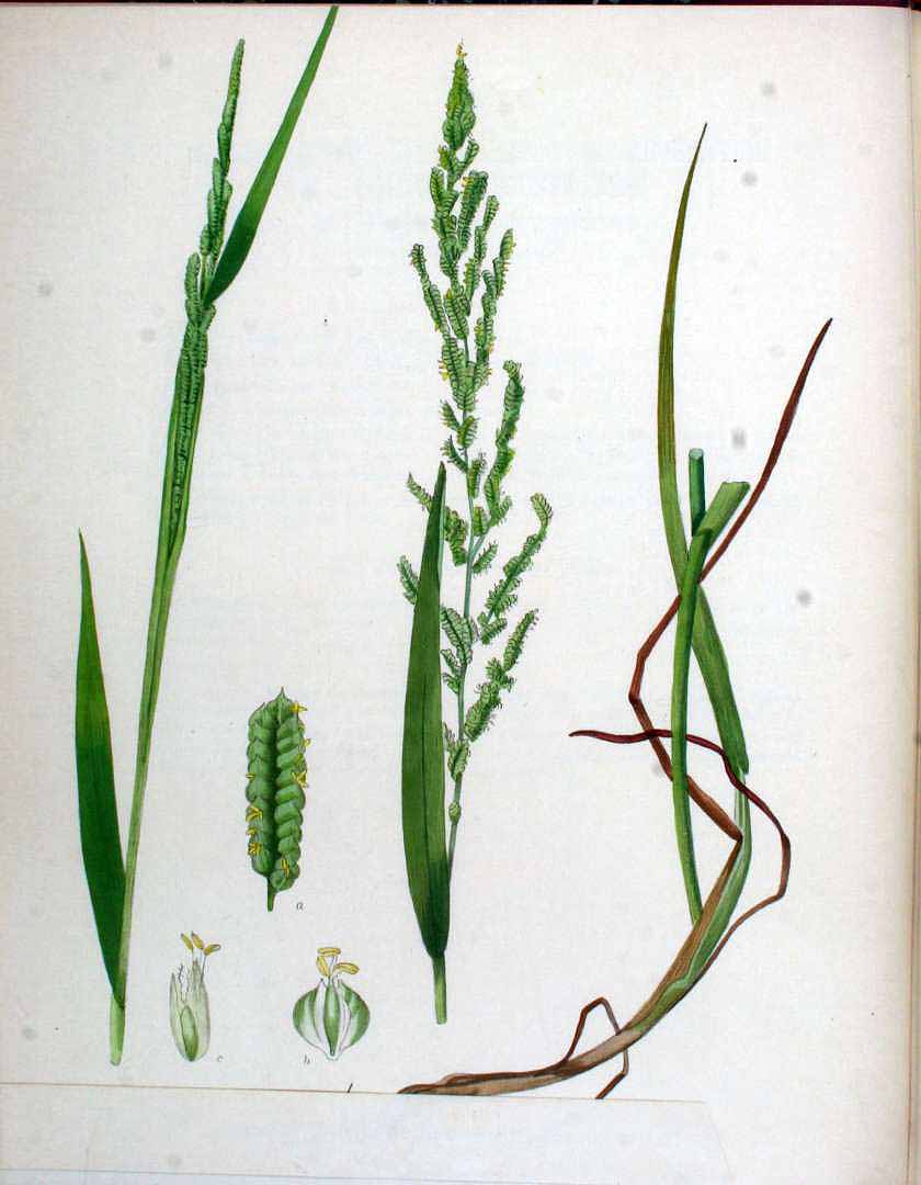 no HD illustration available (3)