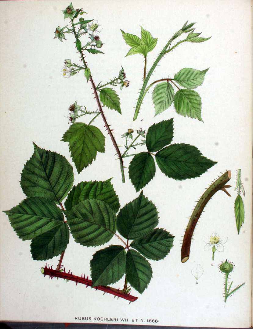 no HD illustration available (3)