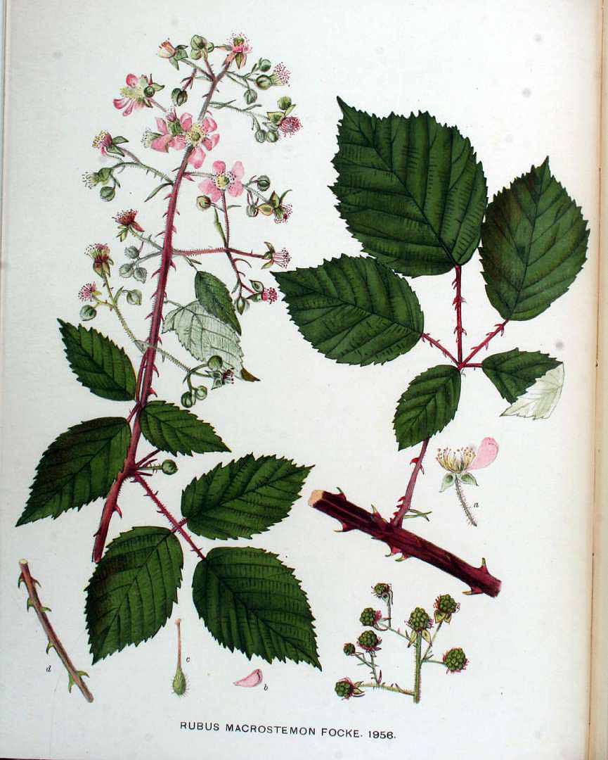 no HD illustration available (3)