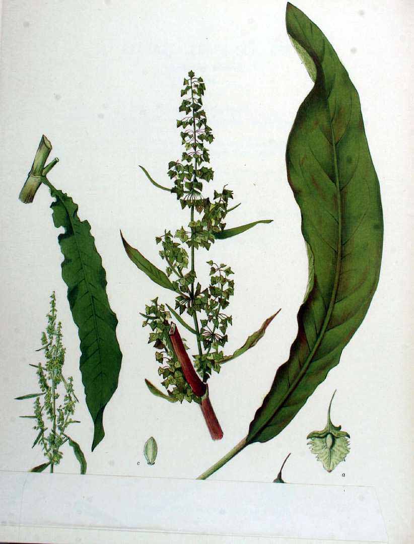 no HD illustration available (3)