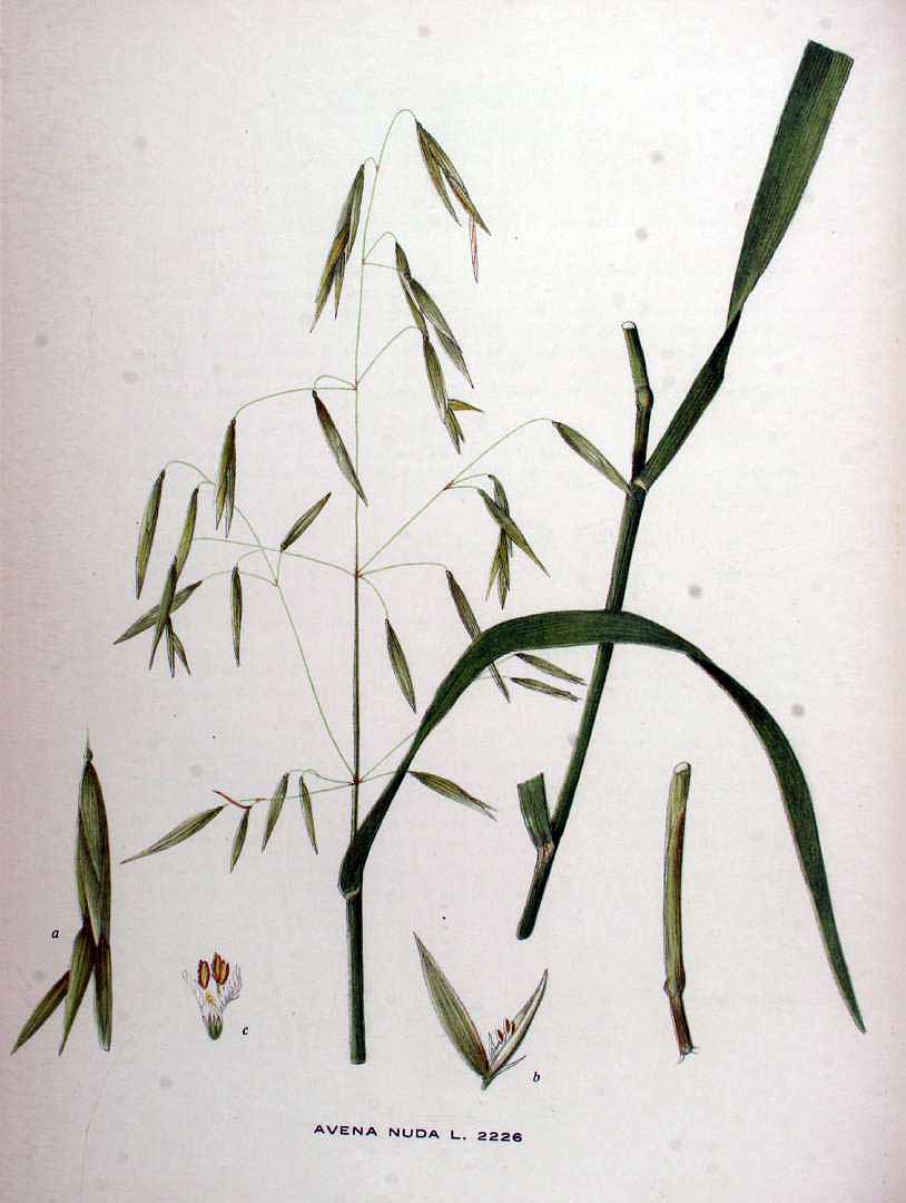 no HD illustration available (3)