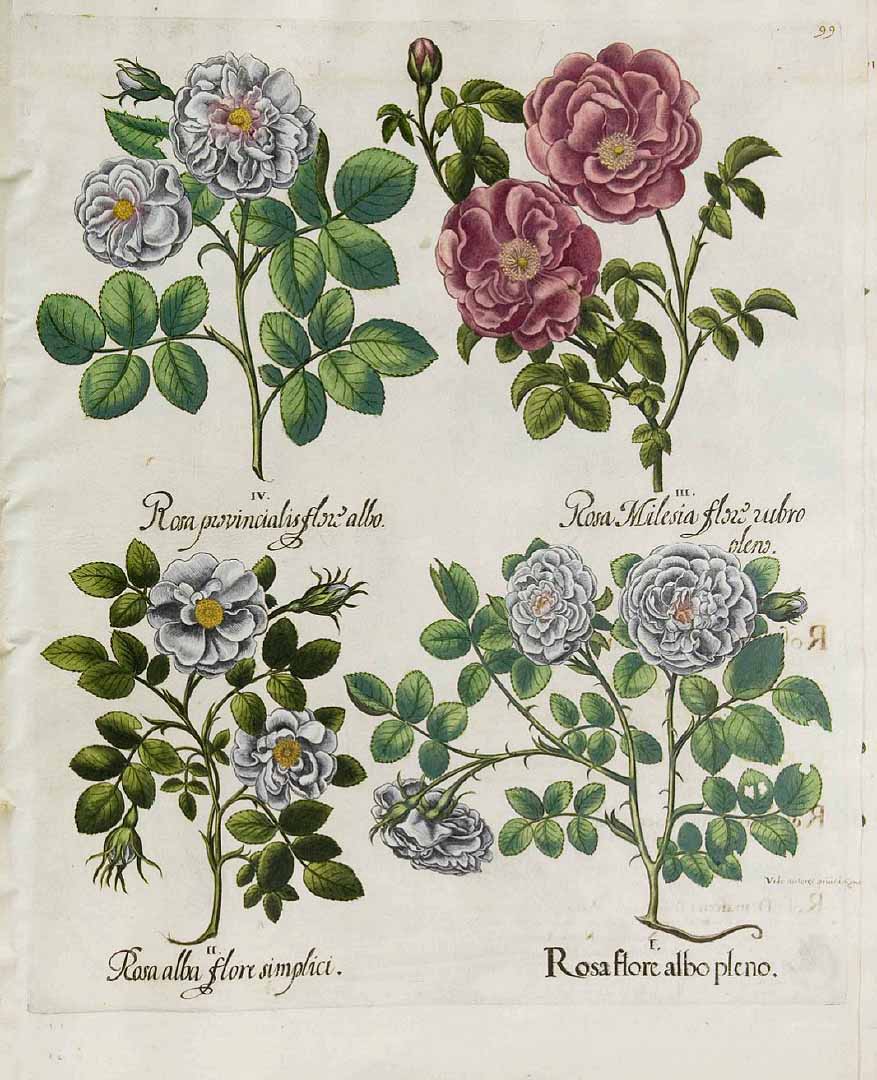 no HD illustration available (3)