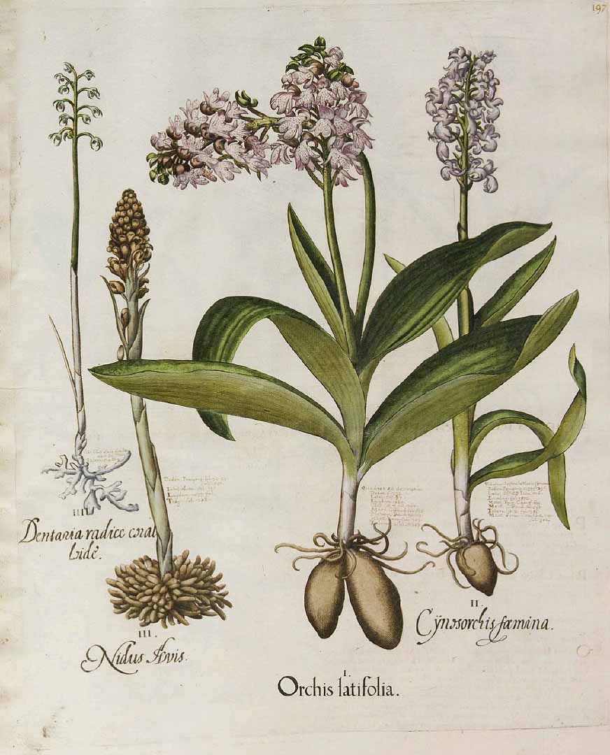 no HD illustration available (3)