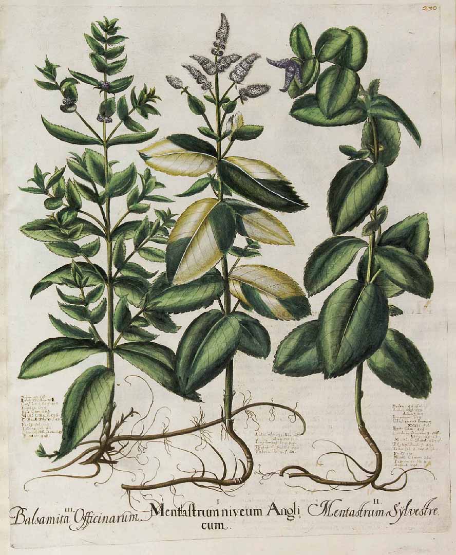 no HD illustration available (3)