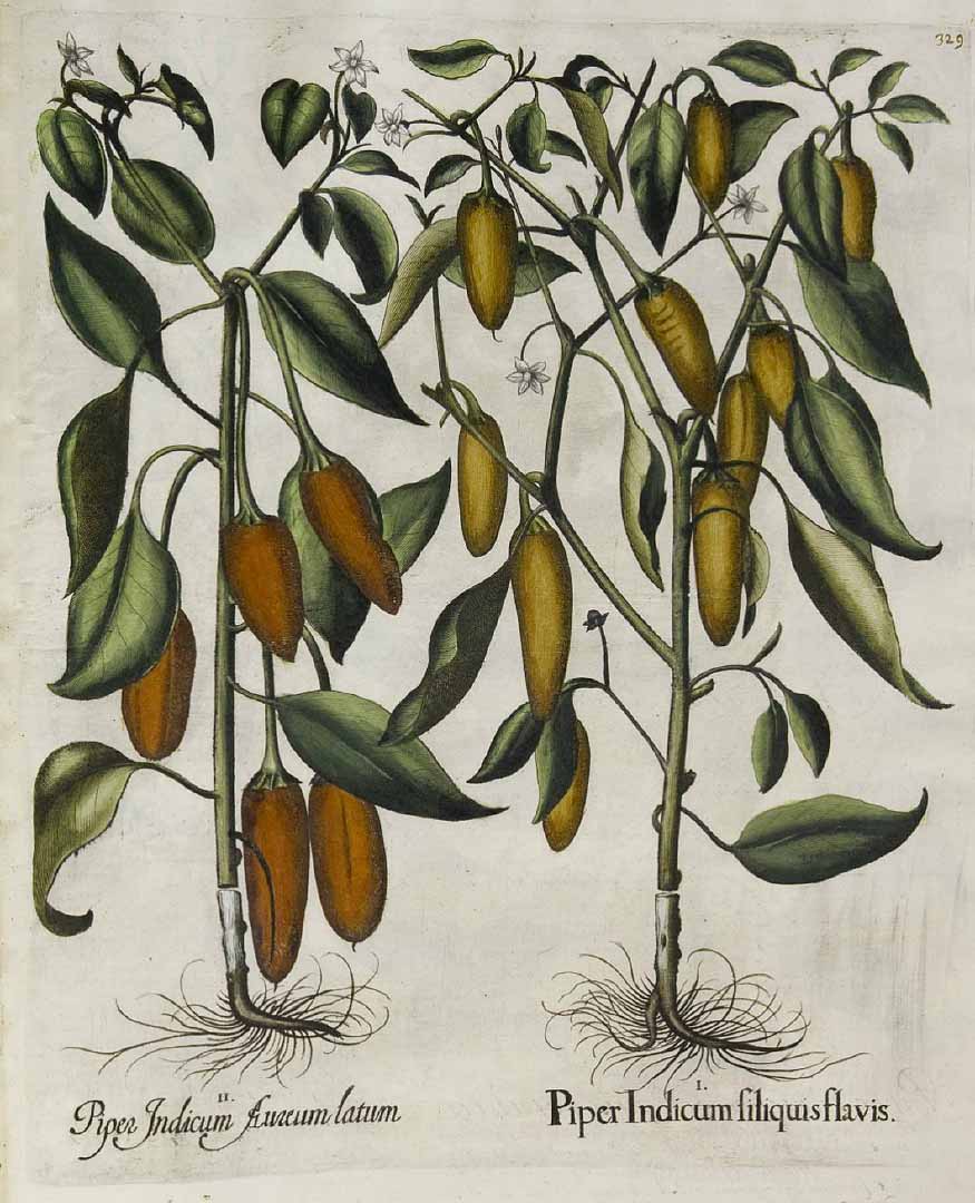 no HD illustration available (3)