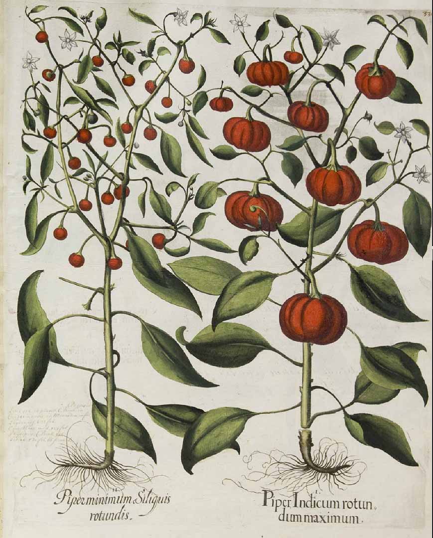 no HD illustration available (3)