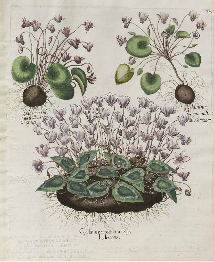 no HD illustration available (3)