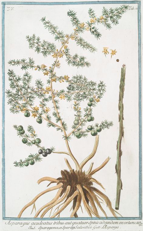 no HD illustration available (3)