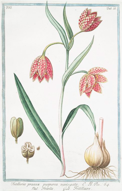 no HD illustration available (3)