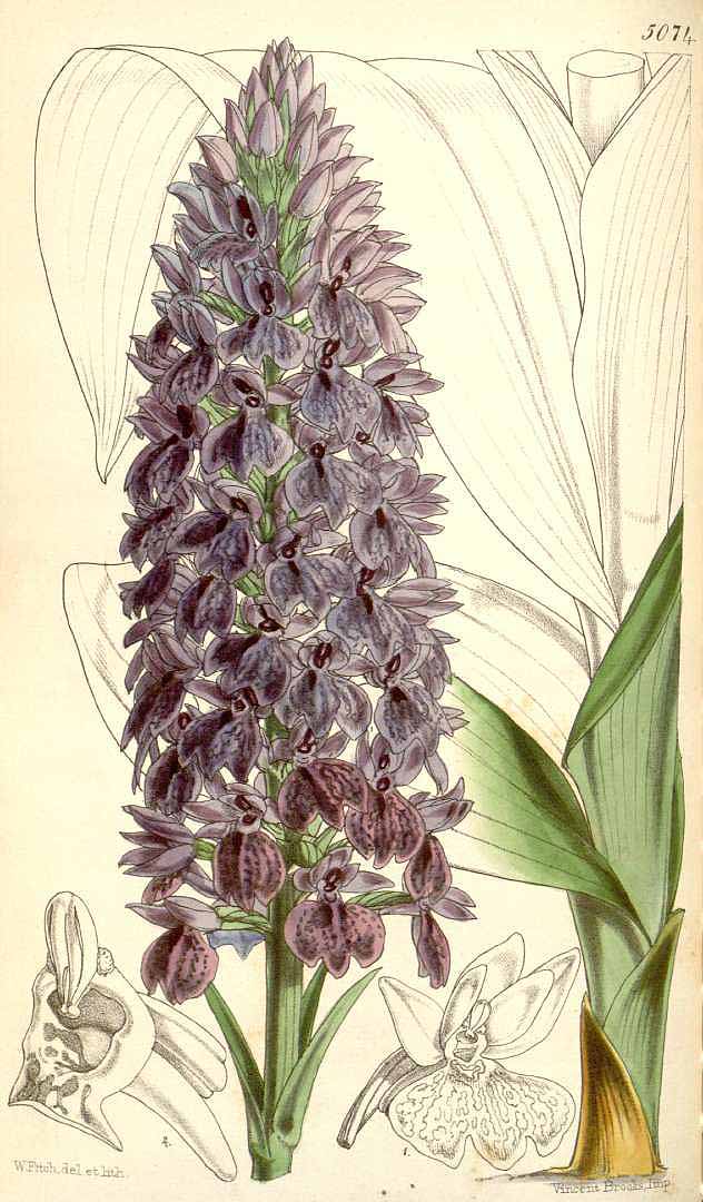 no HD illustration available (3)