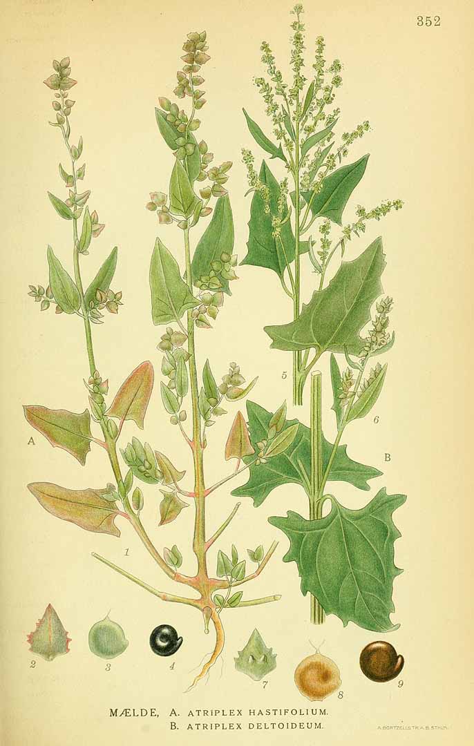 no HD illustration available (3)