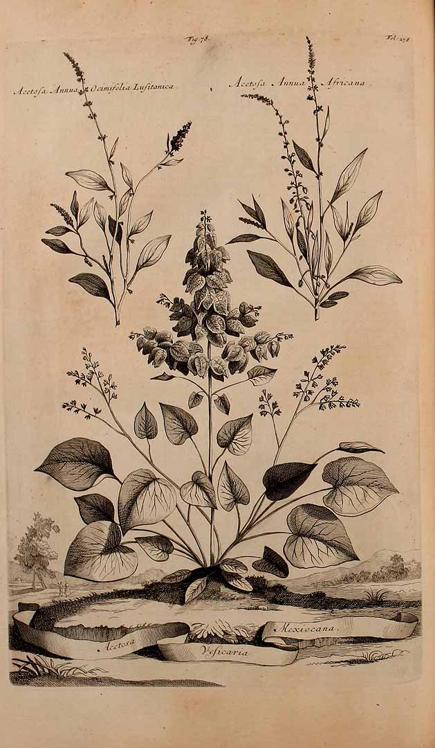 no HD illustration available (3)