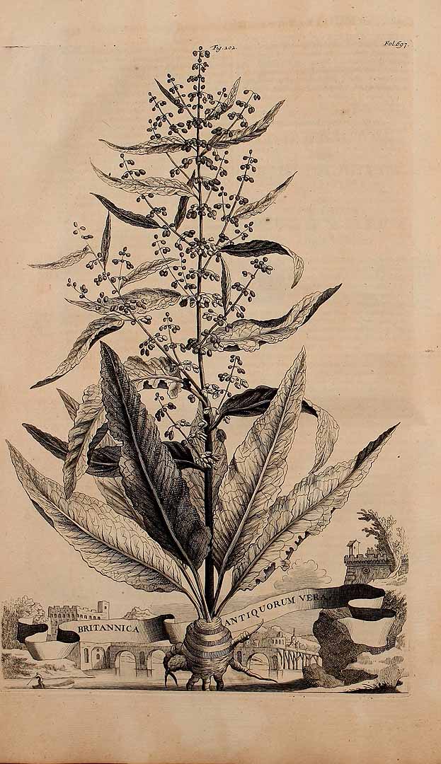 no HD illustration available (3)