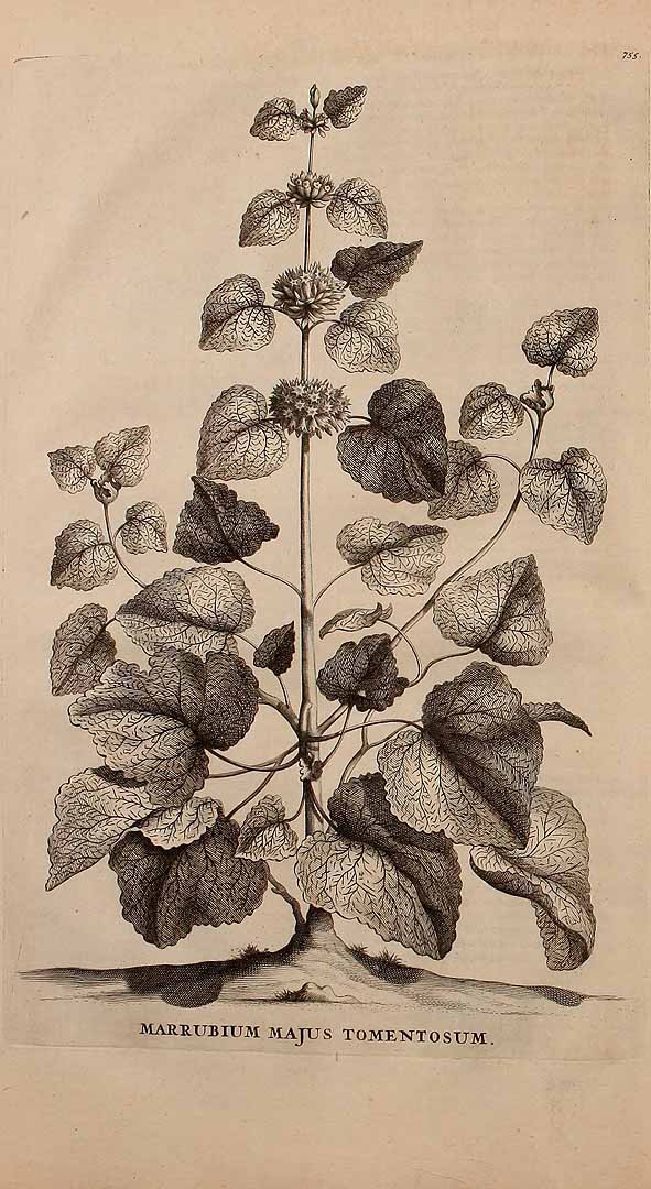 no HD illustration available (3)