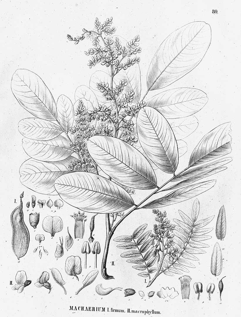 no HD illustration available (3)