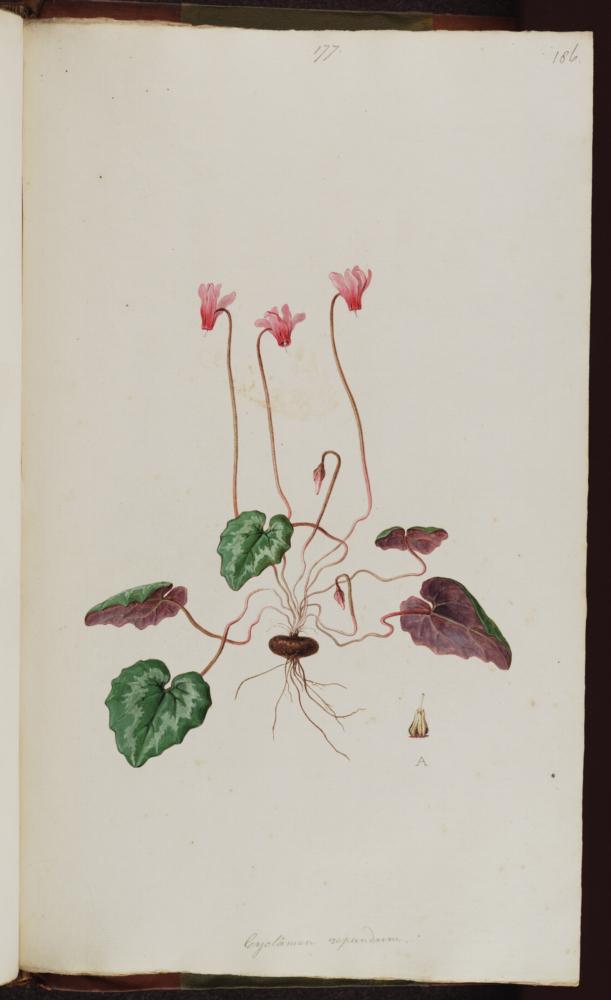 no HD illustration available (3)