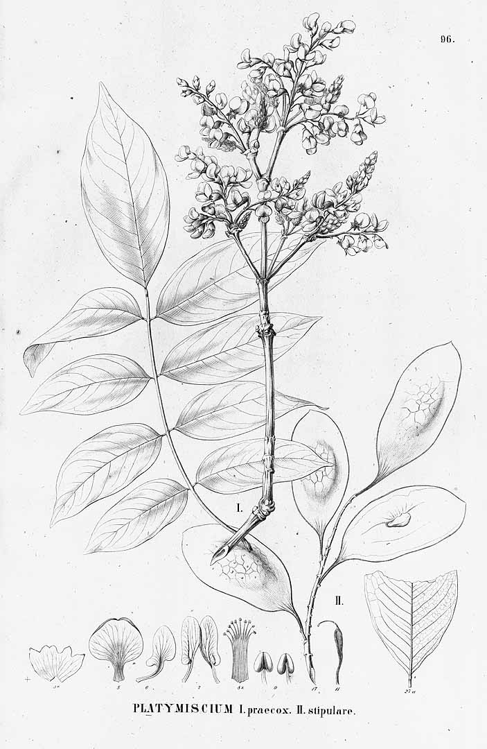 no HD illustration available (3)