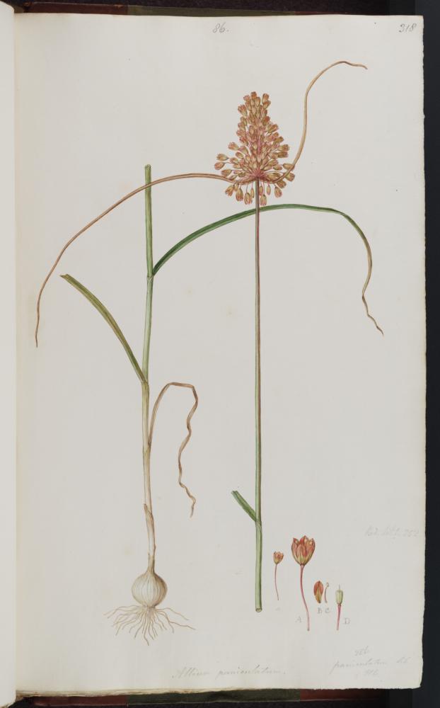 no HD illustration available (3)