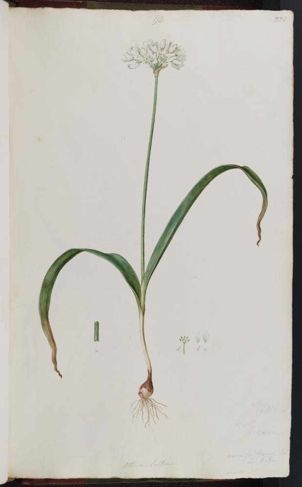 no HD illustration available (3)