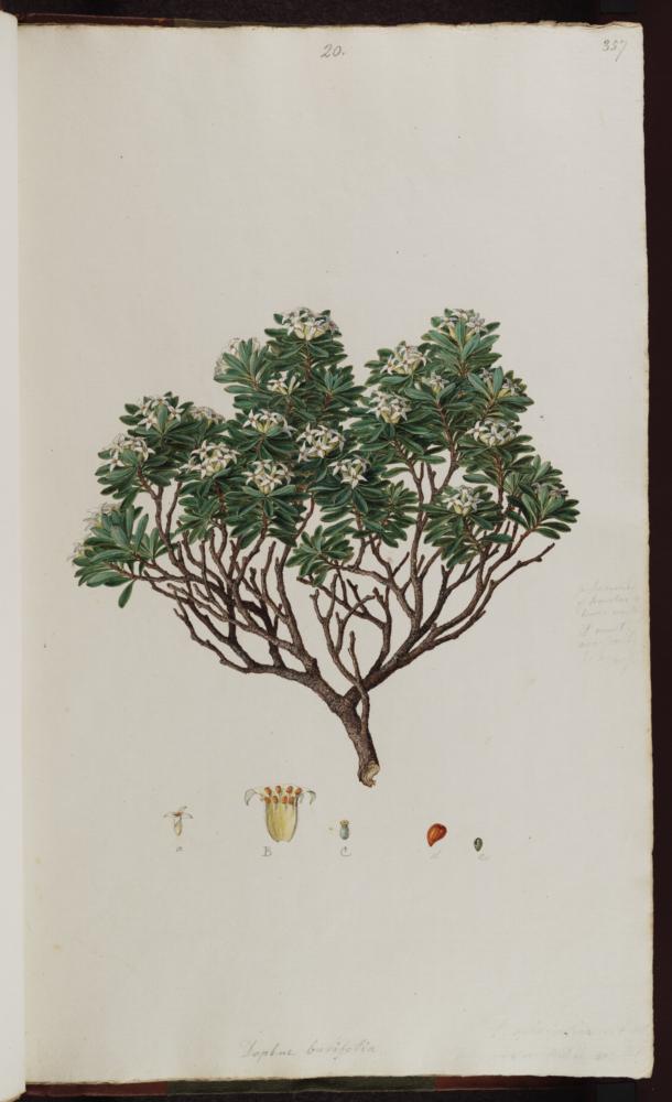 no HD illustration available (3)