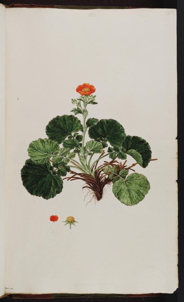 no HD illustration available (3)