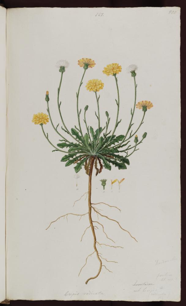 no HD illustration available (3)