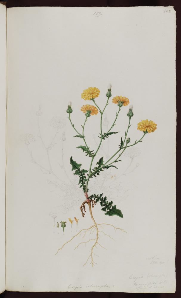 no HD illustration available (3)